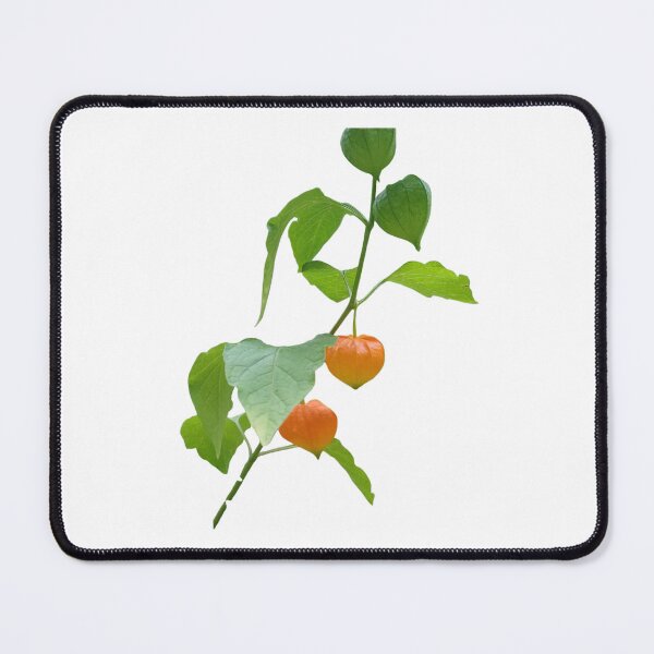 Item preview, Physalis plant designed and sold by Zoé ❤.