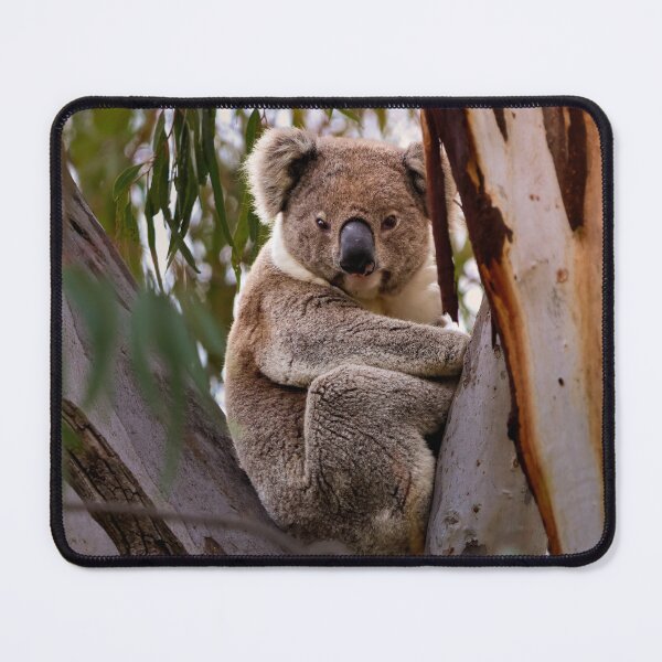 Item preview, Cute Koala, Aussie Icon designed and sold by RunamukHQ.
