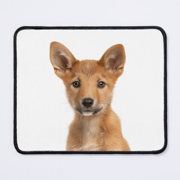 Item preview, Adorable Baby Dingo for Cute Dingo lovers designed and sold by LazyOwlStore.