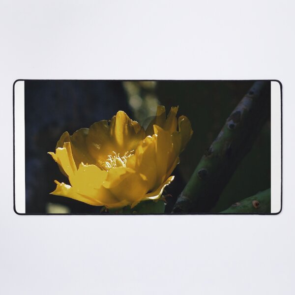 Item preview, Cactus Flowers designed and sold by John Dauer.