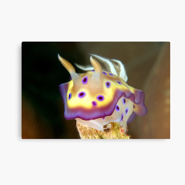 Kunes Chromodoris (Nudibranch) Metal Print
