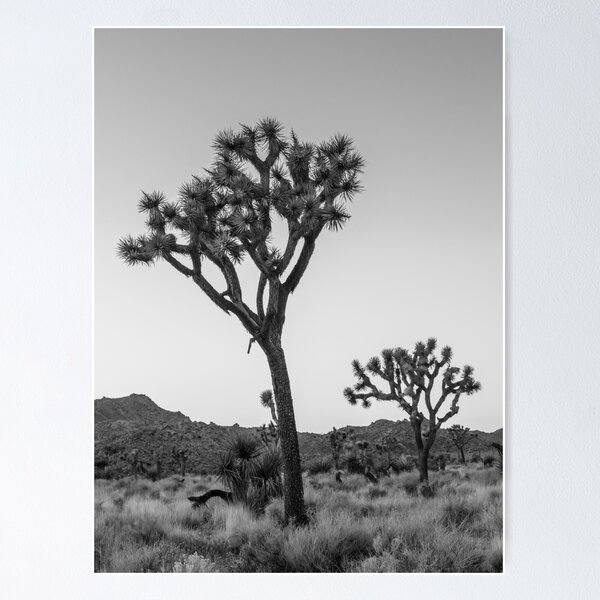 Item preview, Joshua Tree Schwarz und Weiß designed and sold by Wild Afterglow.