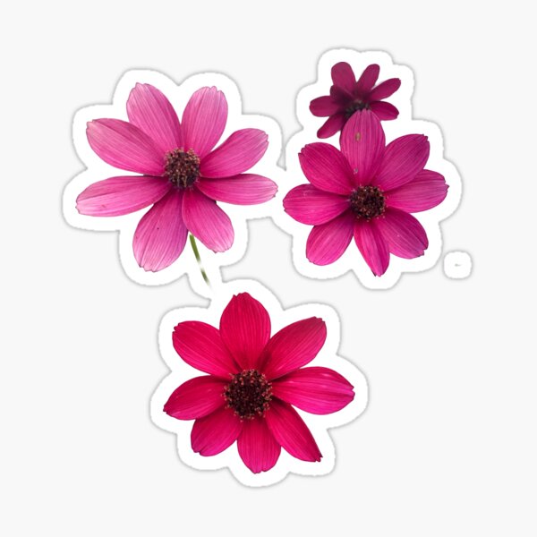 Aperçu de l'œuvre Fleurs sauvages roses sur fond noir créée et vendue par yara.lahdo.