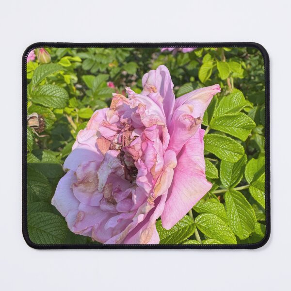 Item preview, Nippersink Rose designed and sold by bloomingvine.