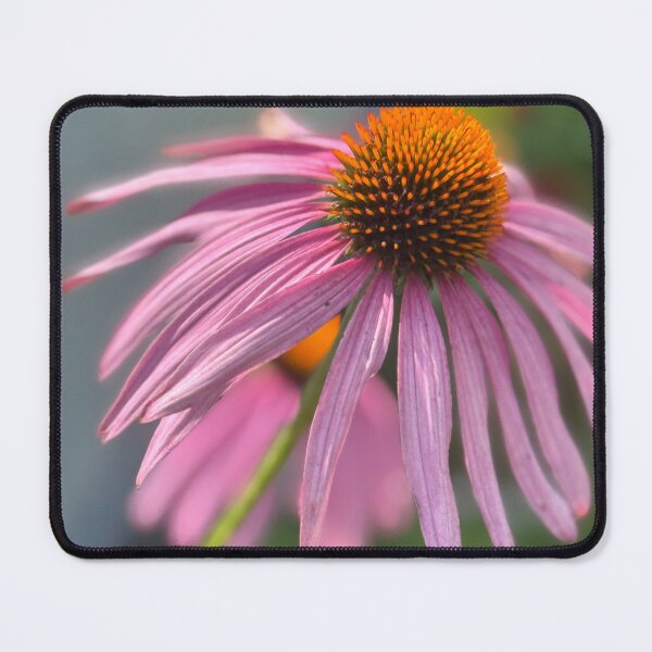 Item preview, Coneflower designed and sold by PhotosbyGray.