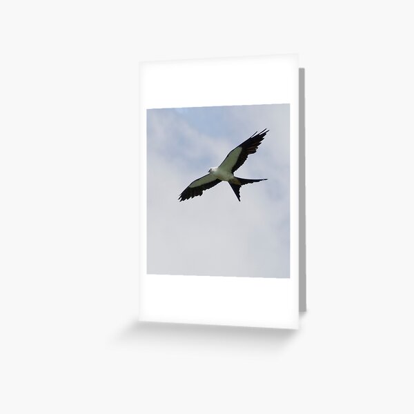 Swallowtail Kite Greeting Card