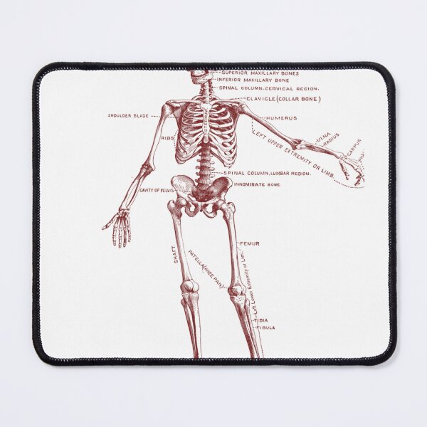 Item preview, Antique Anatomy Human Skeleton  designed and sold by Random-ftw.