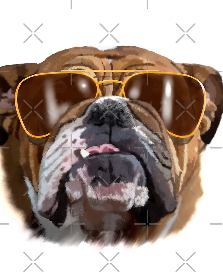 bulldog with sunglasses