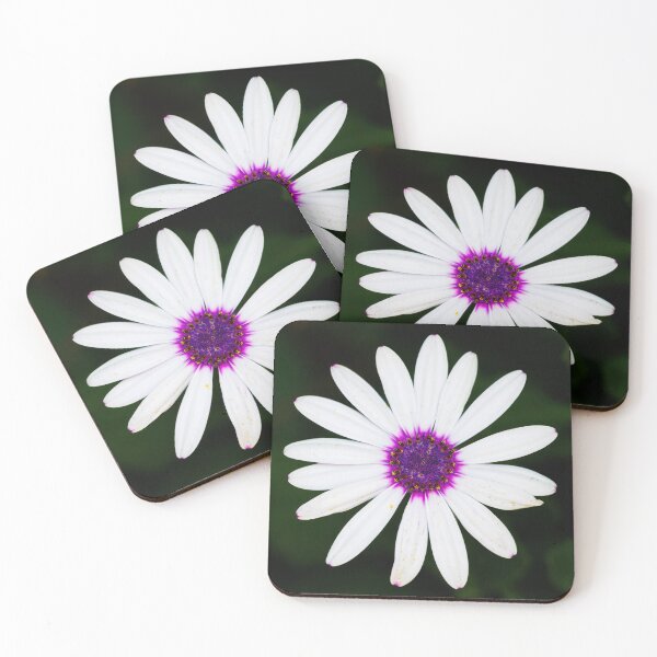 Item preview, Osteospermum White Purple Eye  designed and sold by Ralph Goldsmith.
