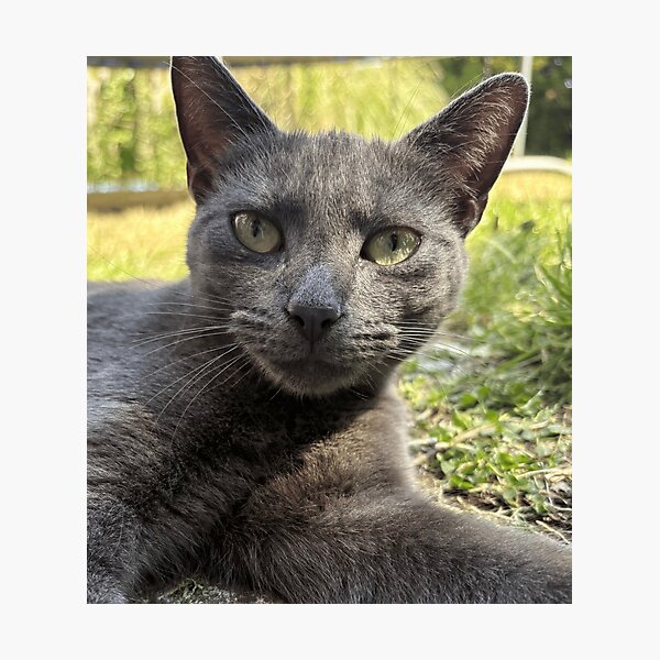 Item preview, Grey cat designed and sold by Antz Designs.