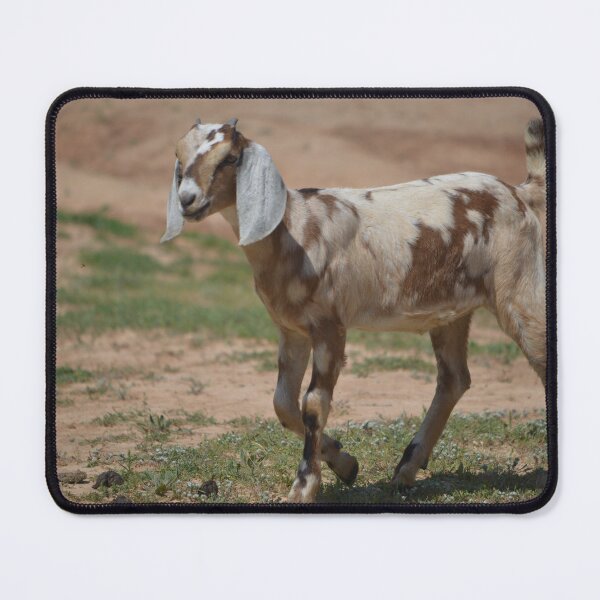 Item preview, Spotted Nubian dairy goat kid walking on our farm. Dream Girls Zena designed and sold by RobynPeters1836.