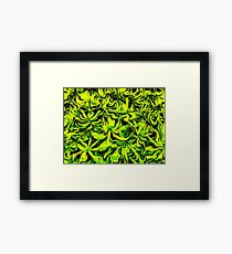 colours Framed Print