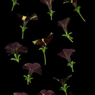 Artwork thumbnail, Phantom Petunias Dark Floral by LindasPhotoArt