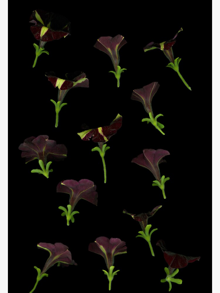 Thumbnail 3 of 3, Sticker, Phantom Petunias Dark Floral designed and sold by LindasPhotoArt.
