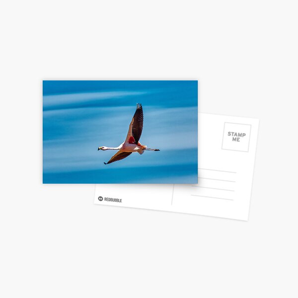 Flamant Rose Carte postale