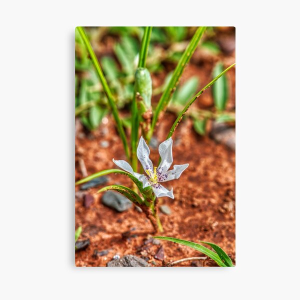 Fleur du déseet Impression sur toile