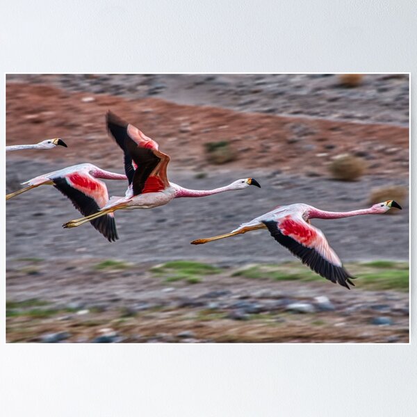 Flamant Rose Poster