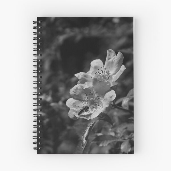 Item preview, The rose and the worker bee, during a walk in the woods, a bee on a wild rose, black and white photo designed and sold by Dee-Dee1.