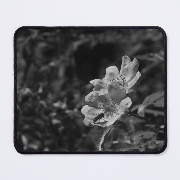 Item preview, The rose and the worker bee, during a walk in the woods, a bee on a wild rose, black and white photo designed and sold by Dee-Dee1.