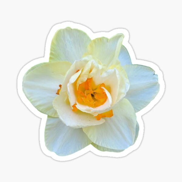 Item preview, Double daffodil designed and sold by LR-Designer.