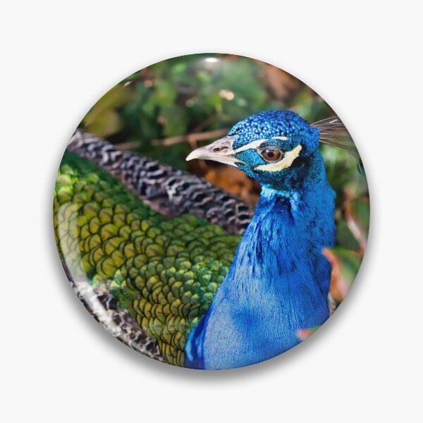 Item preview, Peacock in the sea of leaves – nature’s colorful splendor designed and sold by Pepe2024.