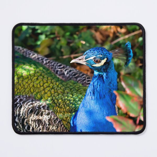 Item preview, Peacock in the sea of leaves – nature’s colorful splendor designed and sold by Pepe2024.