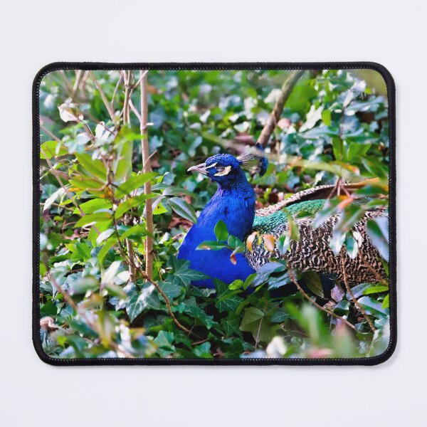 Item preview, Hidden in the Green – The Peacock in the Thicket designed and sold by Pepe2024.