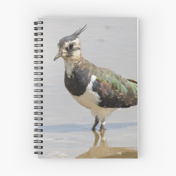 Item preview, Northern Lapwing designed and sold by LaurenTucker.