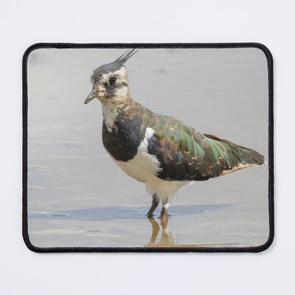 Item preview, Northern Lapwing designed and sold by LaurenTucker.