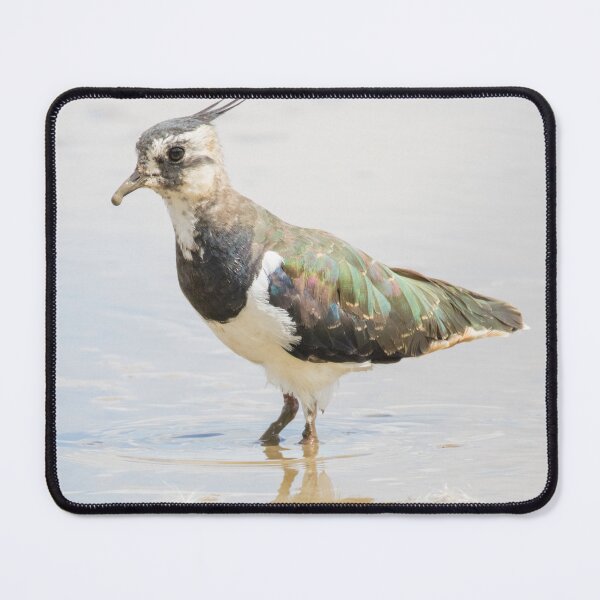 Item preview, Northern Lapwing designed and sold by LaurenTucker.