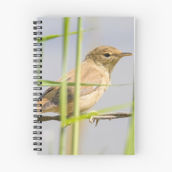 Item preview, Common Reed Warbler designed and sold by LaurenTucker.