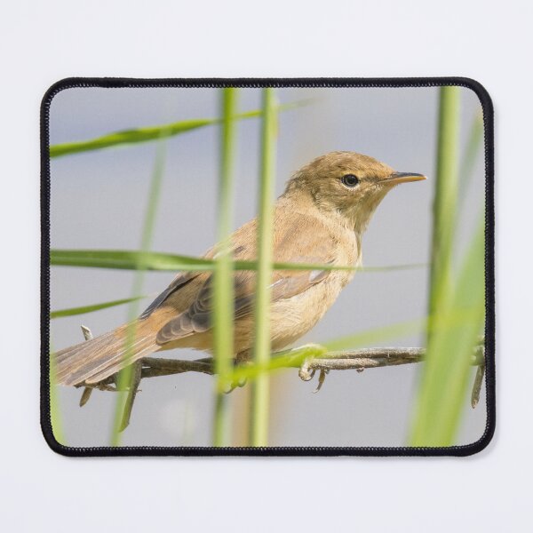 Item preview, Common Reed Warbler designed and sold by LaurenTucker.