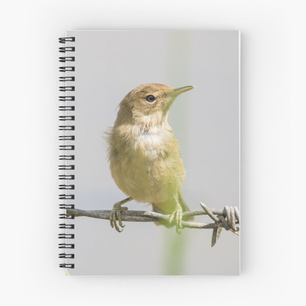 Item preview, Common Reed Warbler designed and sold by LaurenTucker.