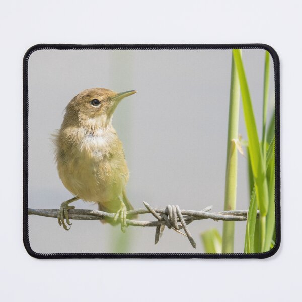 Item preview, Common Reed Warbler designed and sold by LaurenTucker.