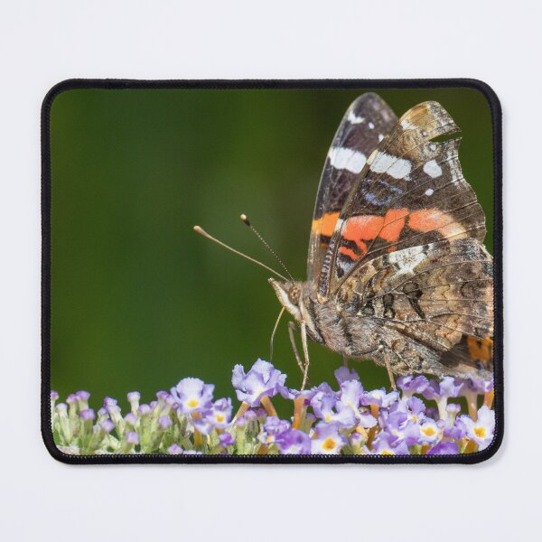 Item preview, Red Admiral designed and sold by LaurenTucker.