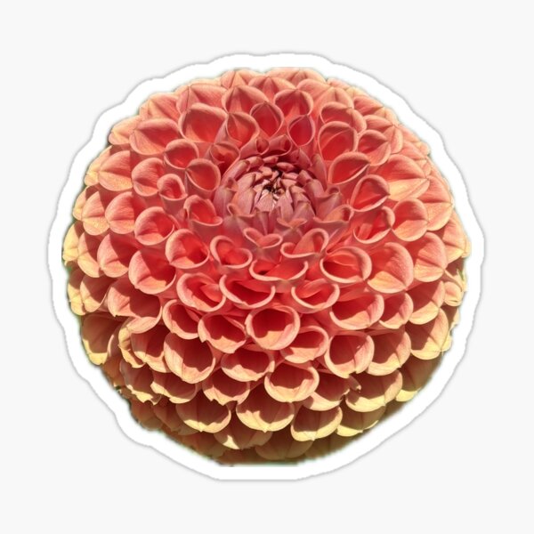 Item preview, Orange Pompon Dahlia designed and sold by Comsworth.