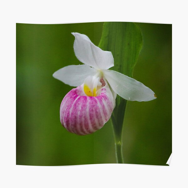 Showy Pink Ladyslipper Orchid Poster