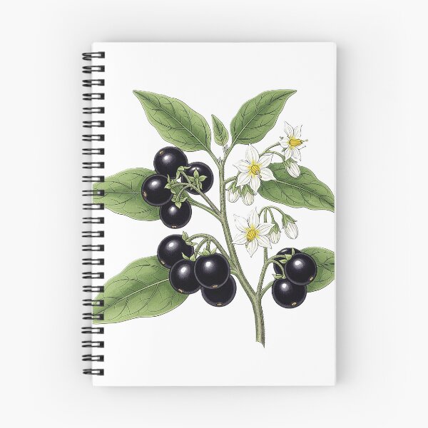 Item preview,  uma planta de garden huckleberry em um estilo clássico de gravura  designed and sold by @Reikiama.