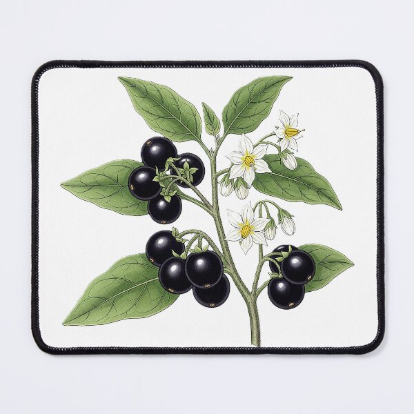 Item preview, uma planta de garden huckleberry em um estilo clássico de gravura designed and sold by @Reikiama.