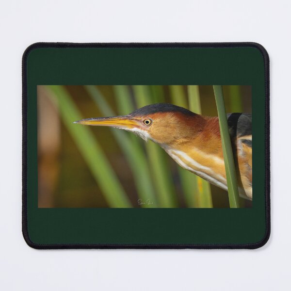 Item preview, Least Bittern  designed and sold by Shannon Emmel .