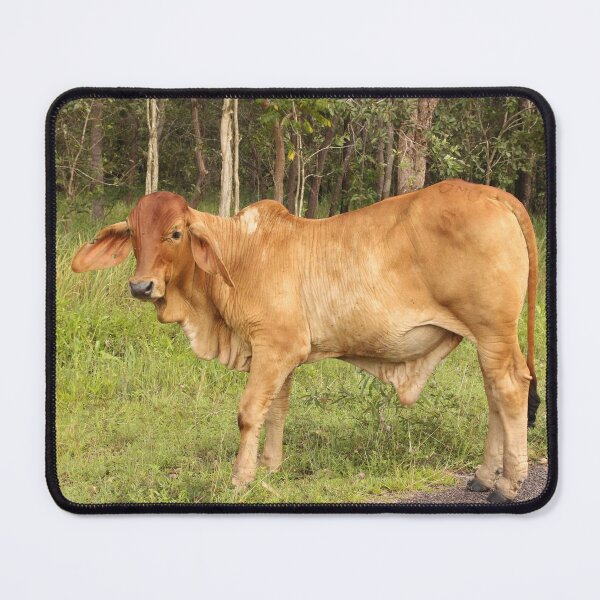 Item preview, Brahman Greeting designed and sold by Storm Wolf Photography .