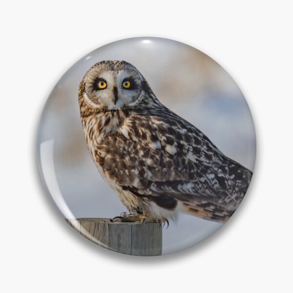Item preview, Short-eared owl poses on a fence designed and sold by Shannon Emmel .