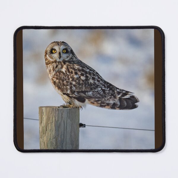 Item preview, Short-eared owl poses on a fence designed and sold by Shannon Emmel .
