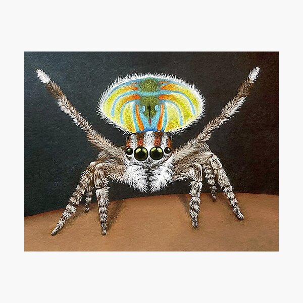 Aperçu de l'œuvre Dessin au pastel d'une araignée sauteuse paon créée et vendue par Shannon Buttimer.