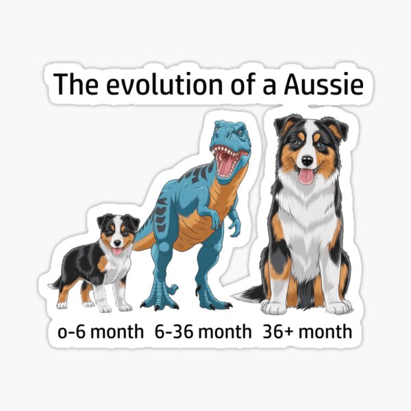 Artikel-Vorschau von Die Evolution eines Australian Shepherd, designt und verkauft von Ranout.