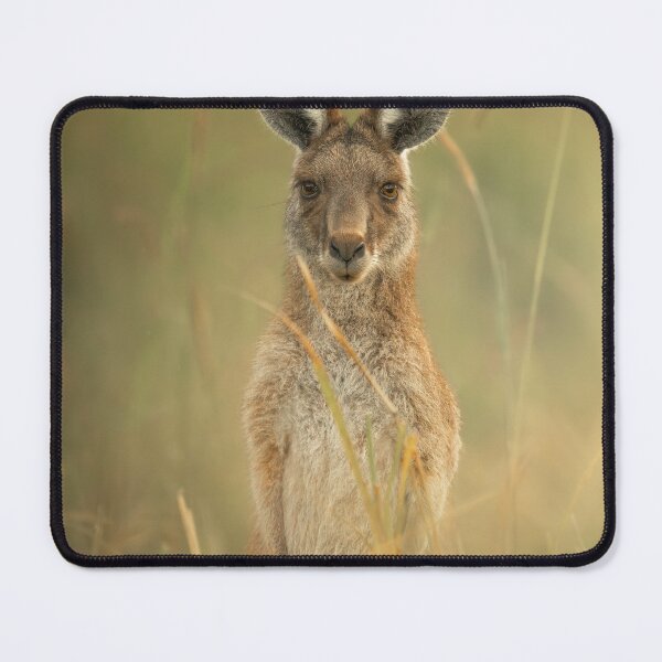 Item preview, Young Eastern Grey Kangaroo designed and sold by robdwildlife.