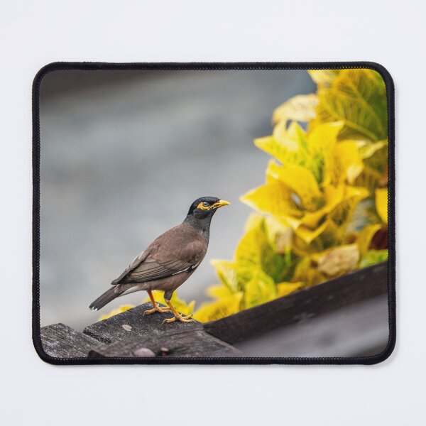 Item preview, Thai martin bird designed and sold by YoannJPEG.