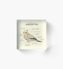 Anatomy of a Cockatiel Acrylic Block