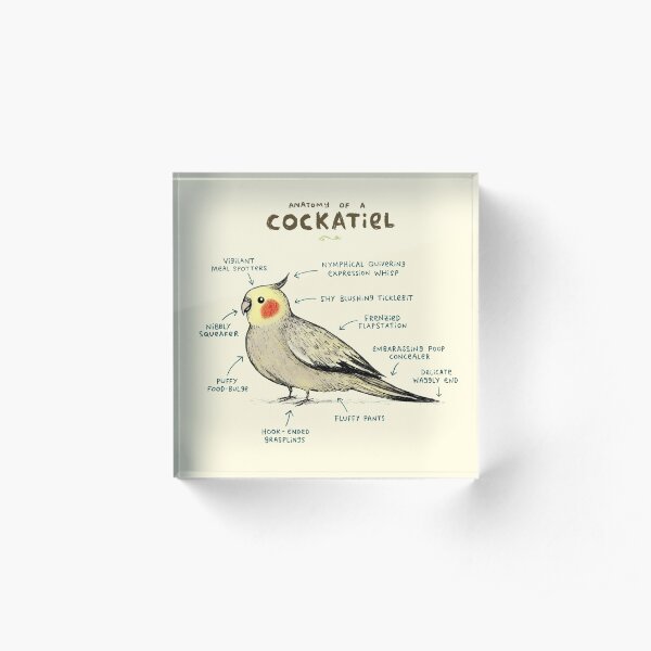 Anatomy of a Cockatiel Acrylic Block