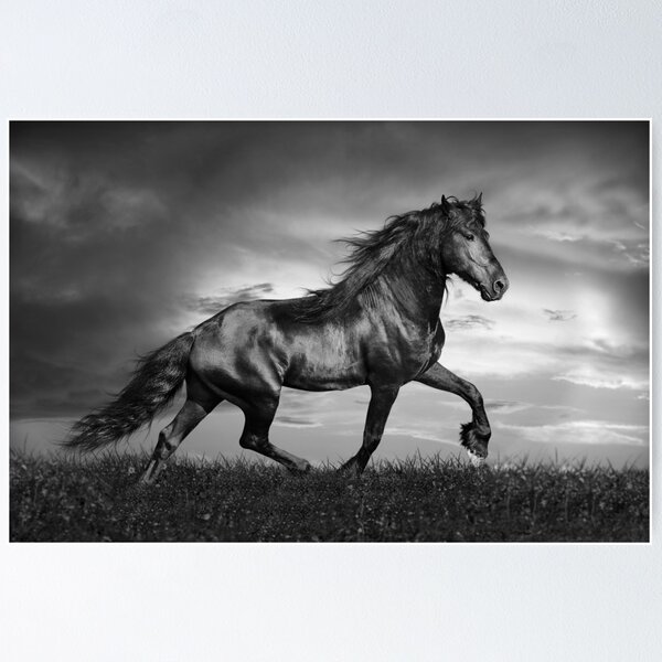 Item preview, Black Friesian Stallion Prancing Through Field designed and sold by StampCity.